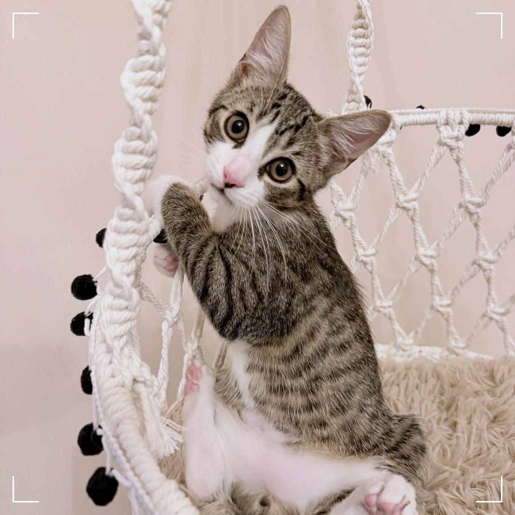 Enlarge Onion Ring, a Adoptable Domestic Short Hair in Parkland, FL image 1/6