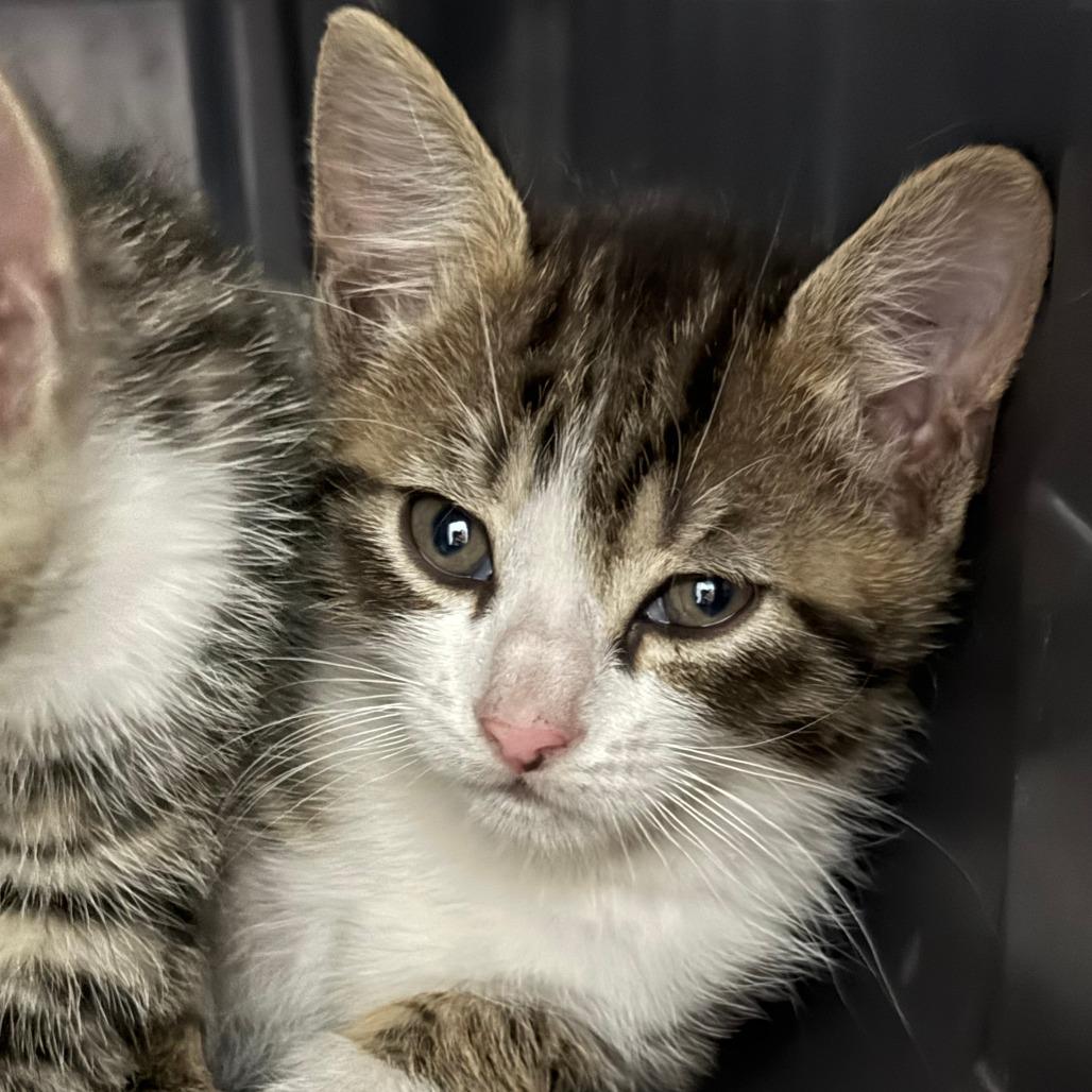 Onion Ring, Adoptable, Young Male Domestic Short Hair.