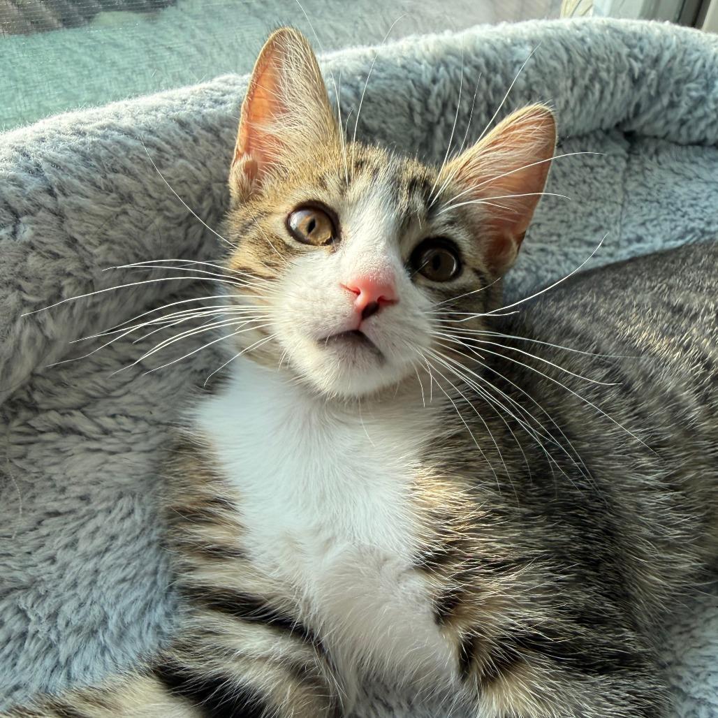 Enlarge Onion Ring, a Adoptable Domestic Short Hair in Parkland, FL image 3/5
