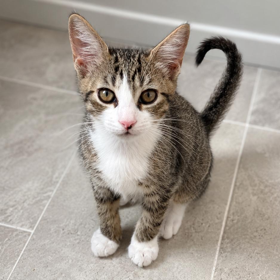 Enlarge Onion Ring, a Adoptable Domestic Short Hair in Parkland, FL image 2/5