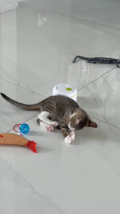 Enlarge Onion Ring, a Adoptable Domestic Short Hair in Parkland, FL video 4/5