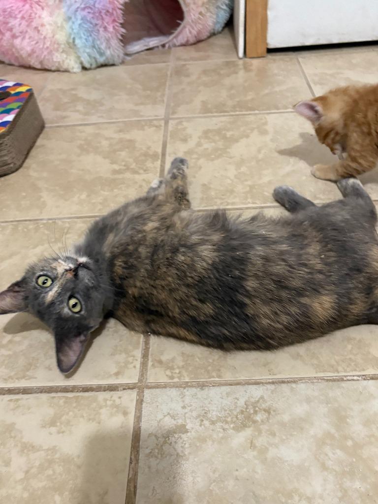 PJ (Pebbles Jr), Adopted, Young Female Tortoiseshell.