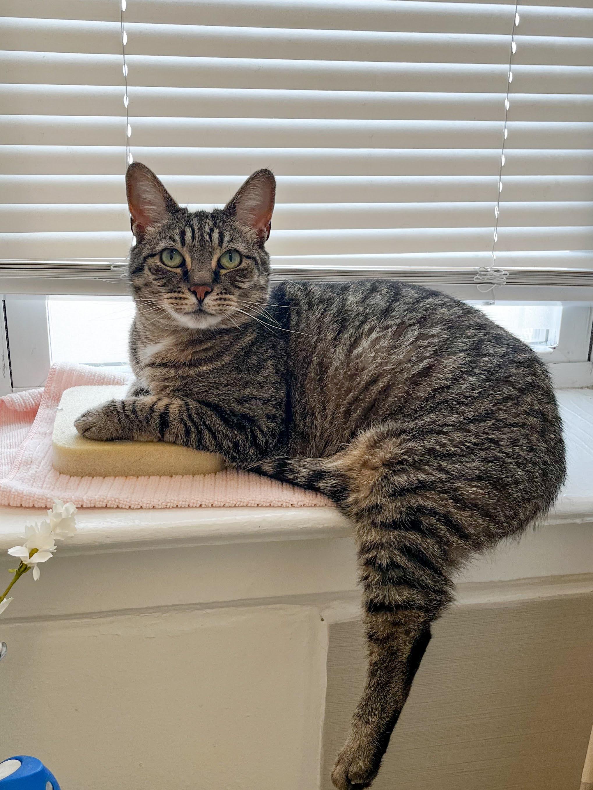 Enlarge June , a ADOPTABLE Domestic Short Hair in Jersey City, NJ image 6/6