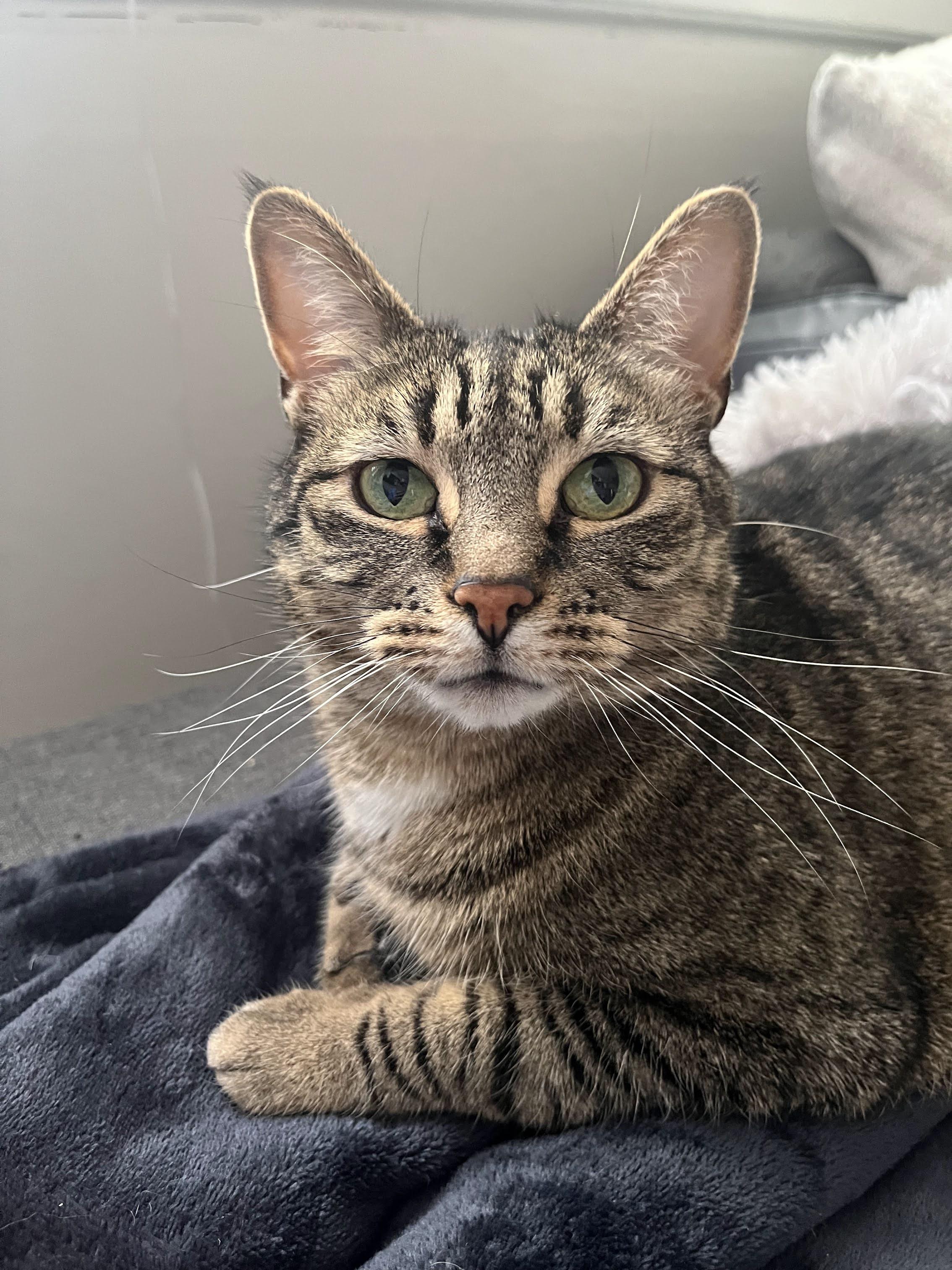 June , ADOPTABLE, Adult Female Domestic Short Hair.