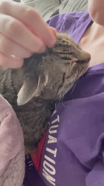 Enlarge June , a ADOPTABLE Domestic Short Hair in Jersey City, NJ video 4/6