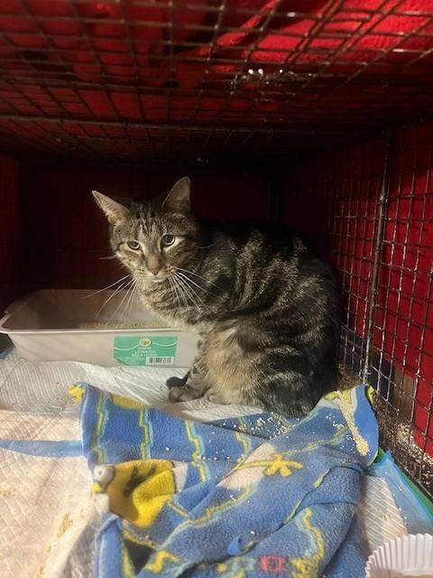 Kent, ADOPTABLE, Adult Male Domestic Short Hair.