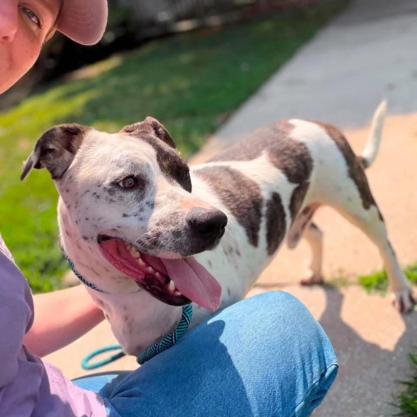 Petey, ADOPTABLE, Young Male Pit Bull Terrier & Pointer.