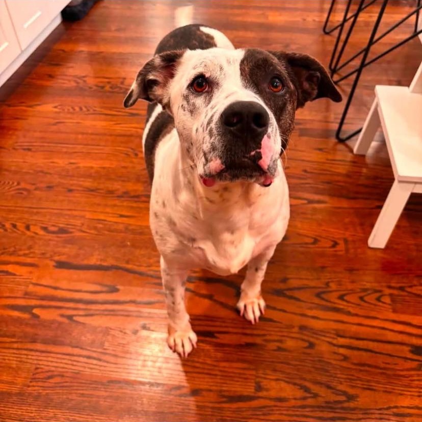 Petey, a ADOPTABLE mixed breed in Philadelphia, PA image 2/6