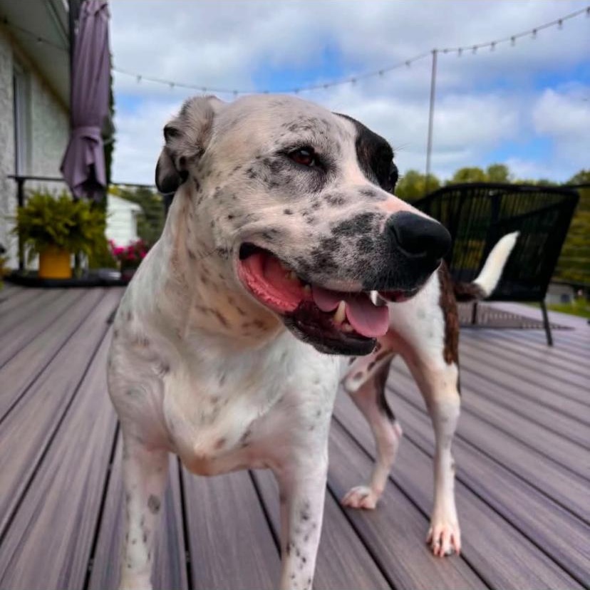 Petey, a ADOPTABLE mixed breed in Philadelphia, PA image 3/6
