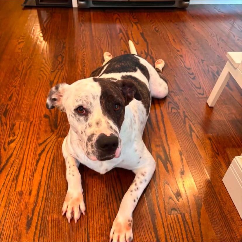 Petey, a ADOPTABLE mixed breed in Philadelphia, PA image 6/6