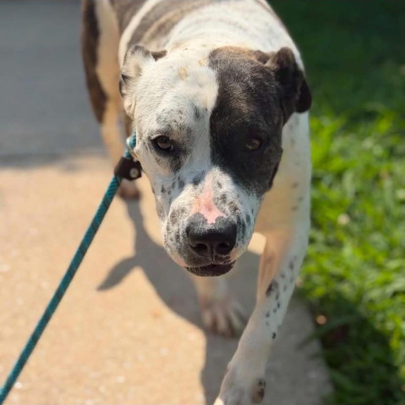 Petey, a ADOPTABLE mixed breed in Philadelphia, PA image 5/6