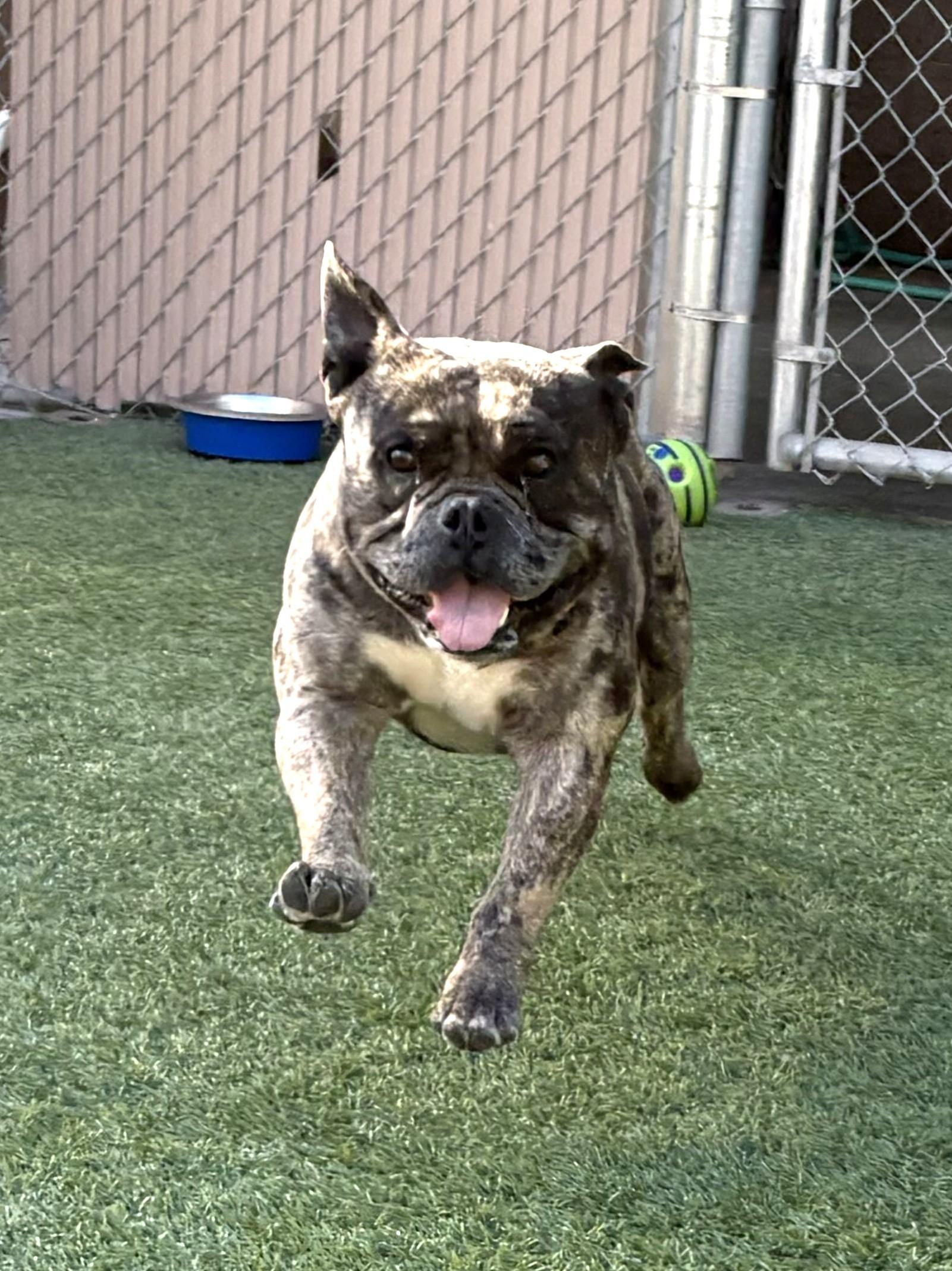 Enlarge Buda, an adopted mixed breed in Mesquite, NV image 3/5