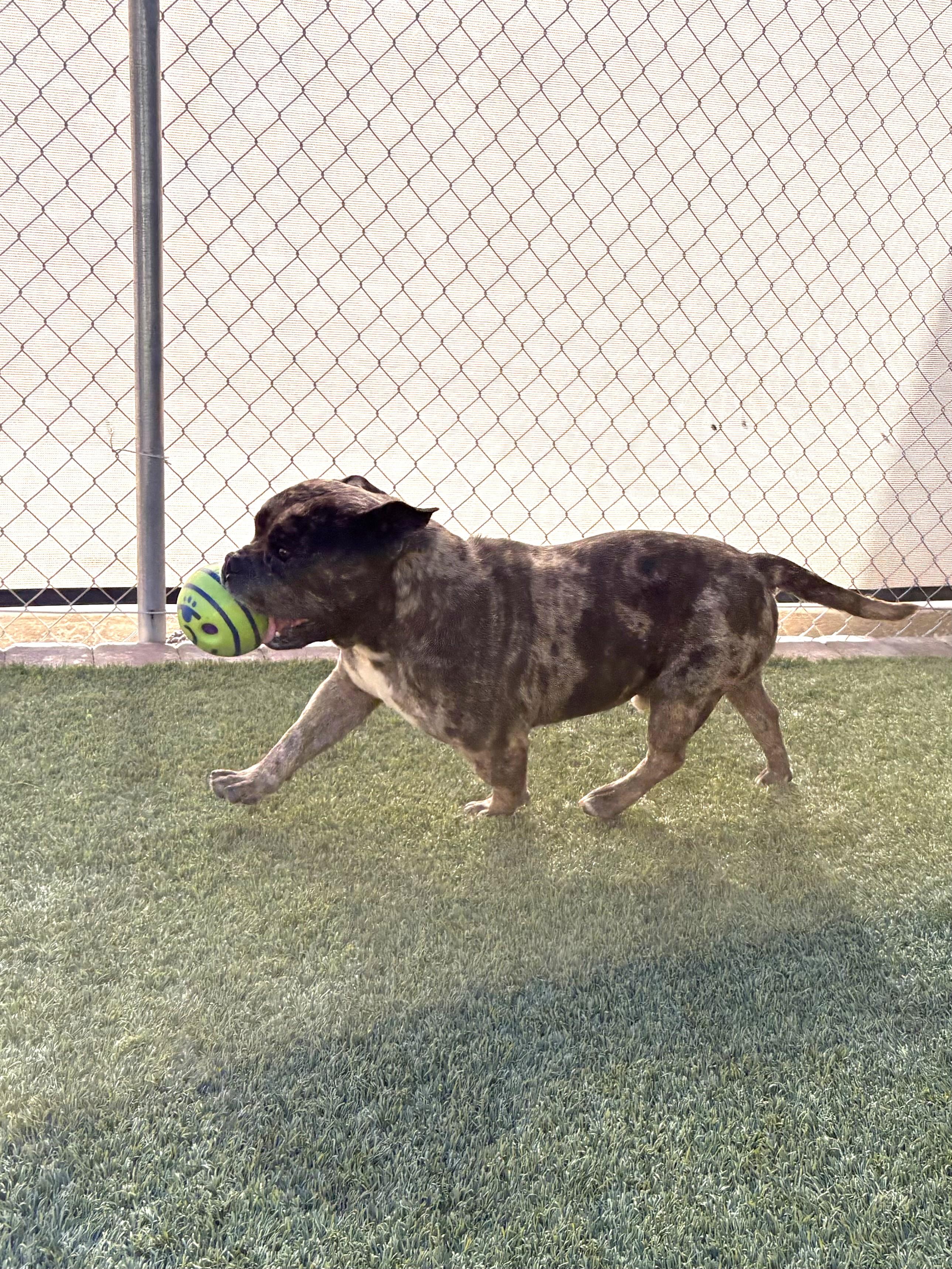 Enlarge Buda, an adopted mixed breed in Mesquite, NV image 4/5