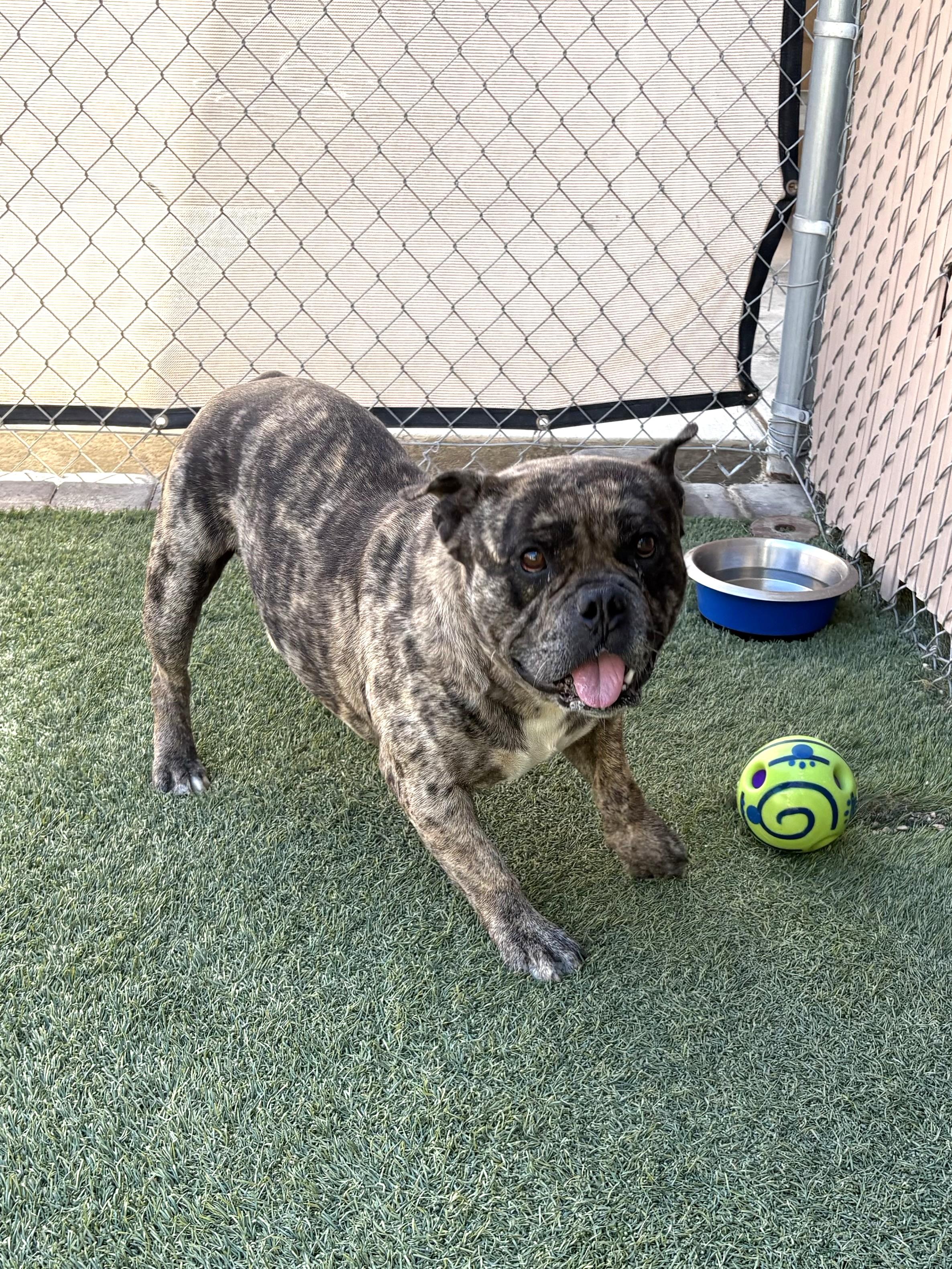 Enlarge Buda, an adopted mixed breed in Mesquite, NV image 2/5