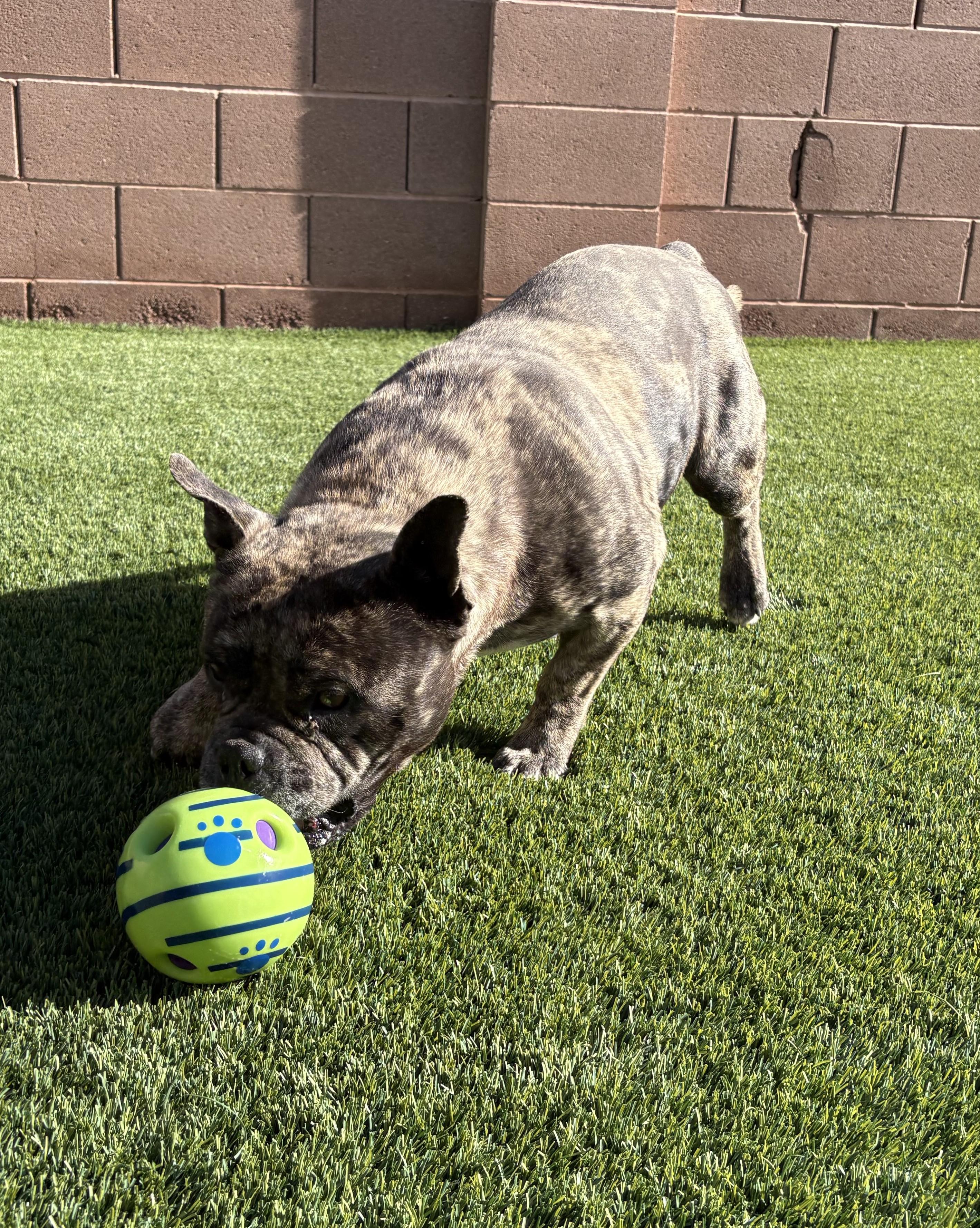 Enlarge Buda, an adopted mixed breed in Mesquite, NV image 5/5