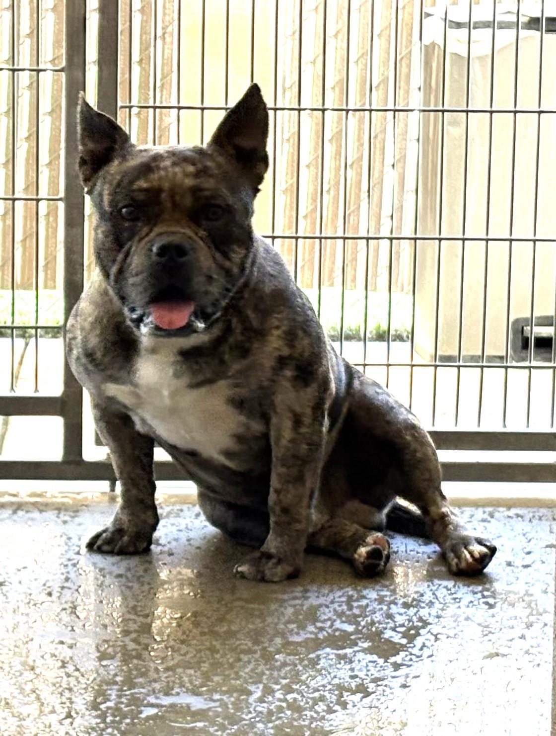 Buda, adopted, Adult Male French Bulldog & American Bully.