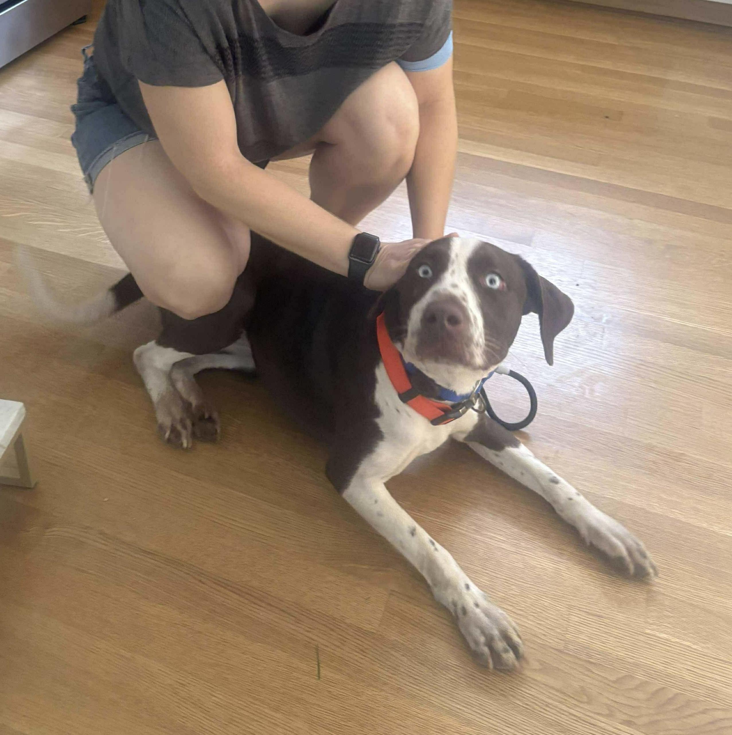 Enlarge Bluey, a ADOPTABLE mixed breed in Westwood, NJ image 2/3