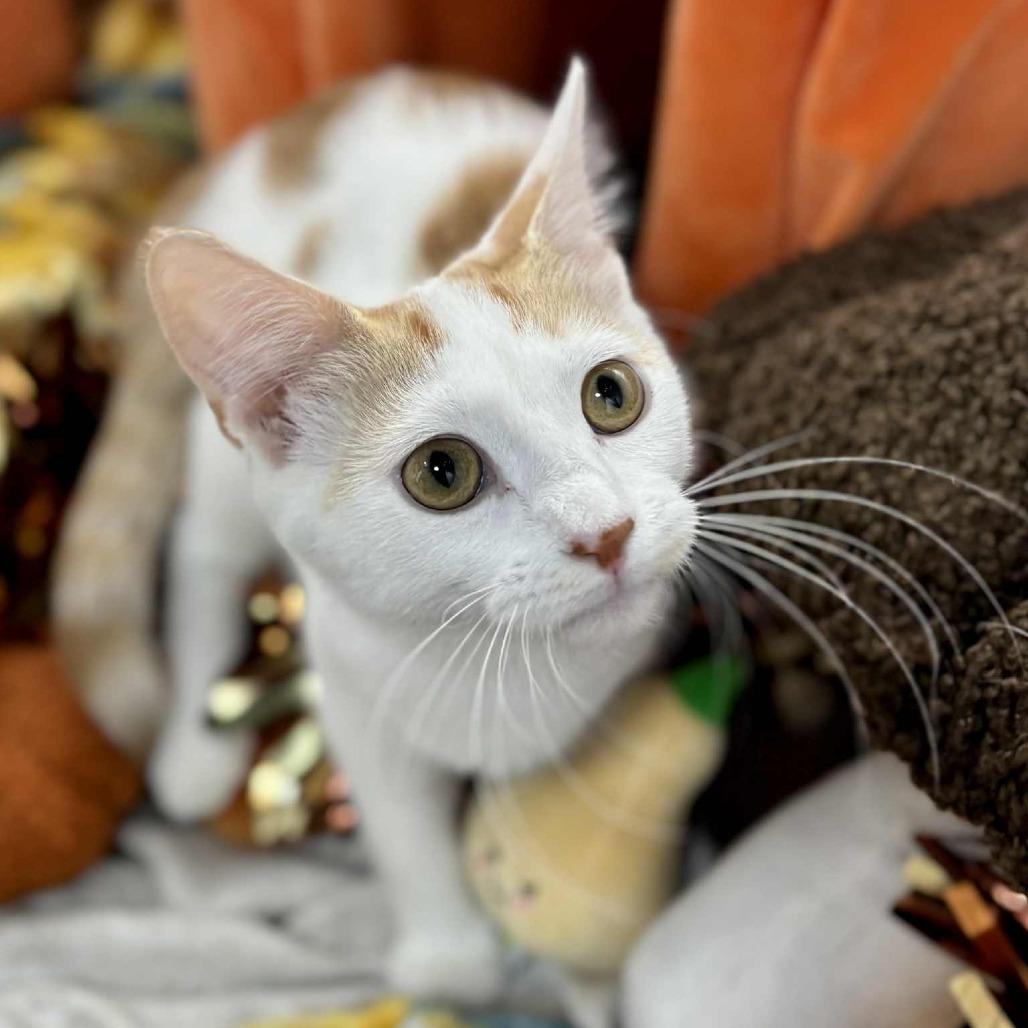 Enlarge Dot, a Adoptable Domestic Short Hair in Sioux Falls, SD image 1/1