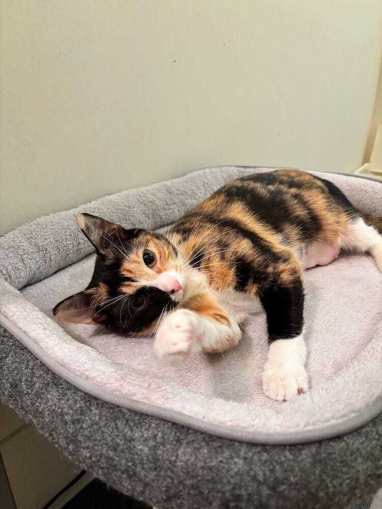 Enlarge Lana, a Adoptable mixed breed in New York, NY image 2/6