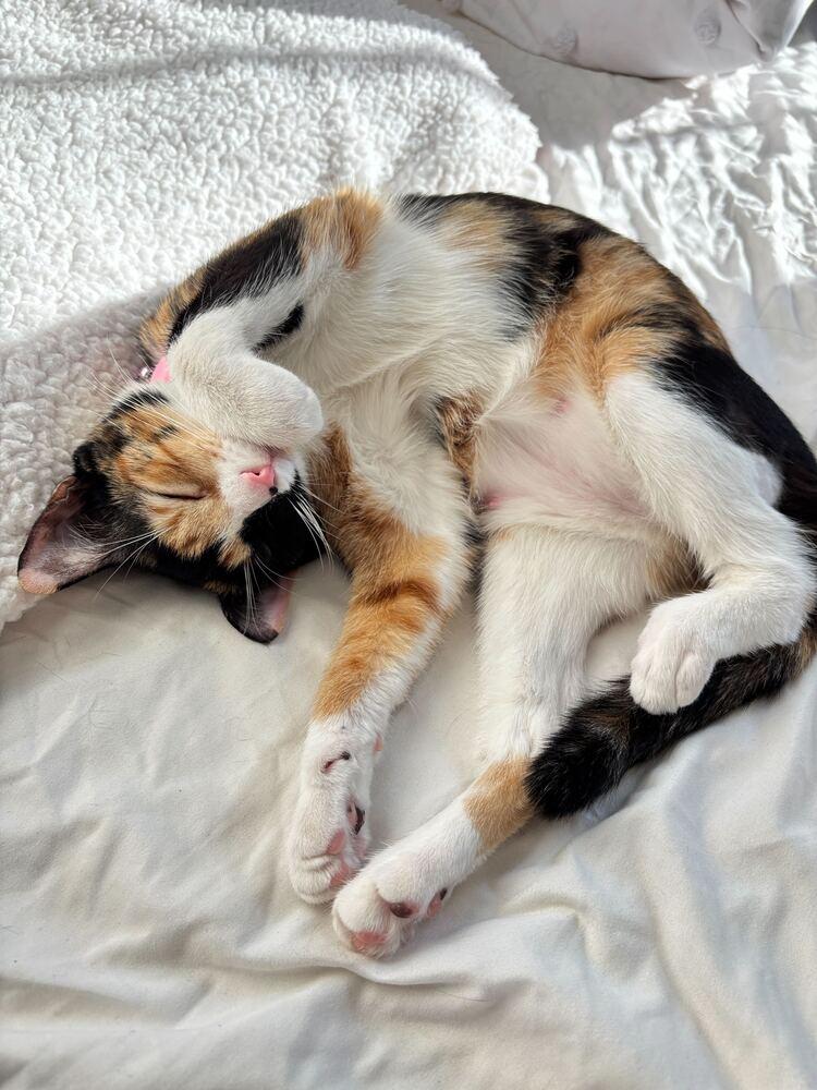 Enlarge Lana, a Adoptable mixed breed in New York, NY image 3/6