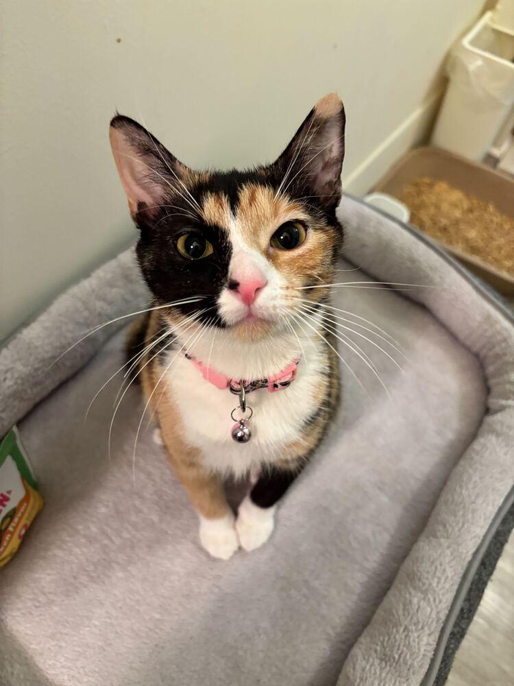 Enlarge Lana, a Adoptable mixed breed in New York, NY image 4/6