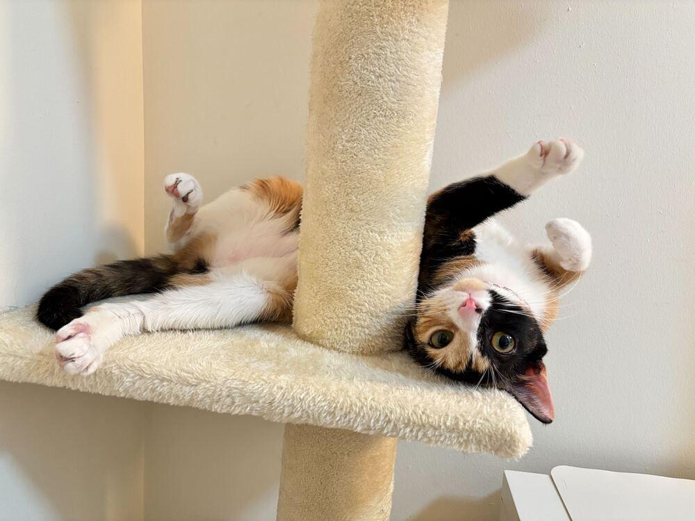 Enlarge Lana, a Adoptable mixed breed in New York, NY image 6/6