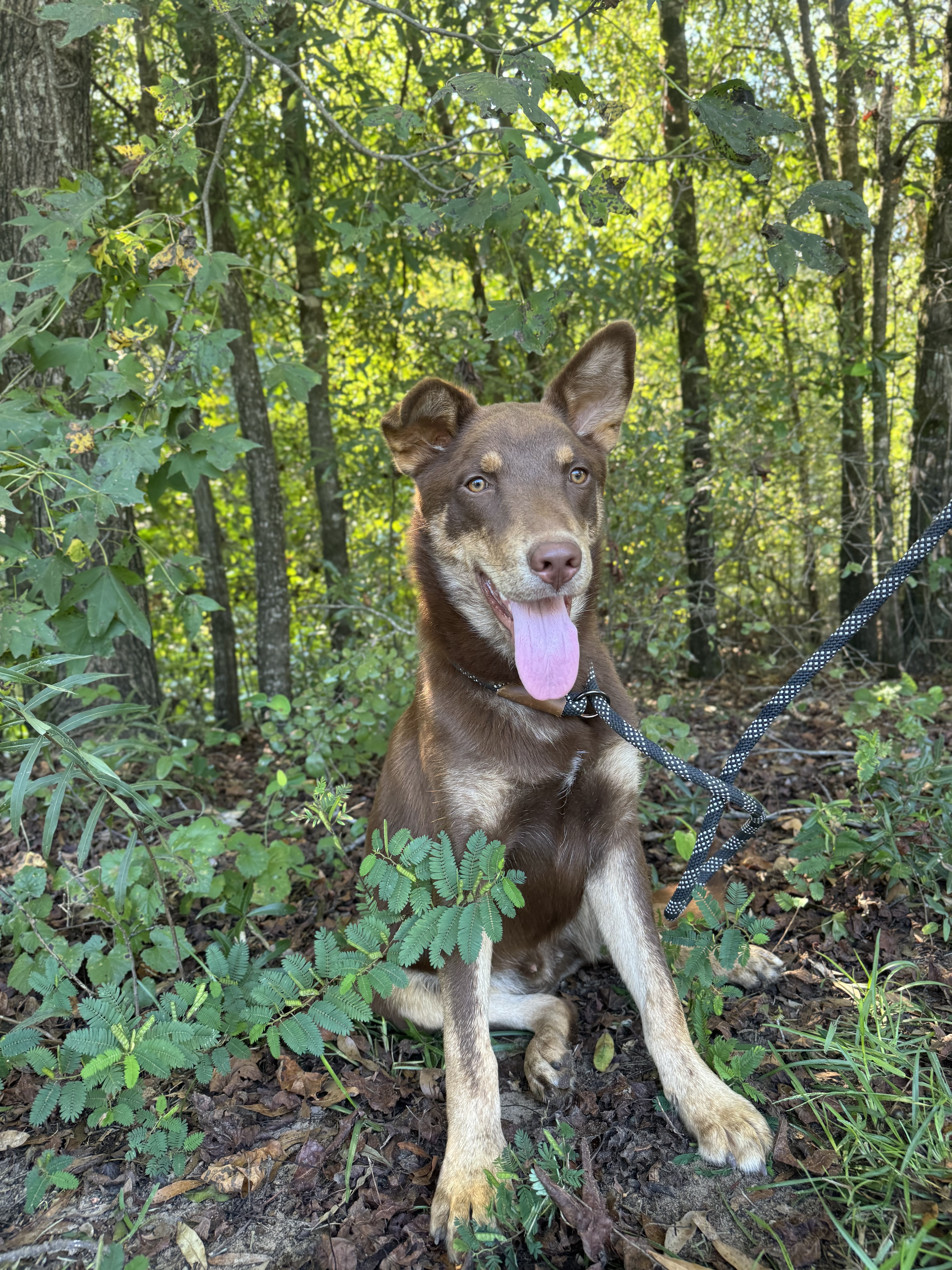 MAX A. MILLION, Young Male German Shepherd Dog