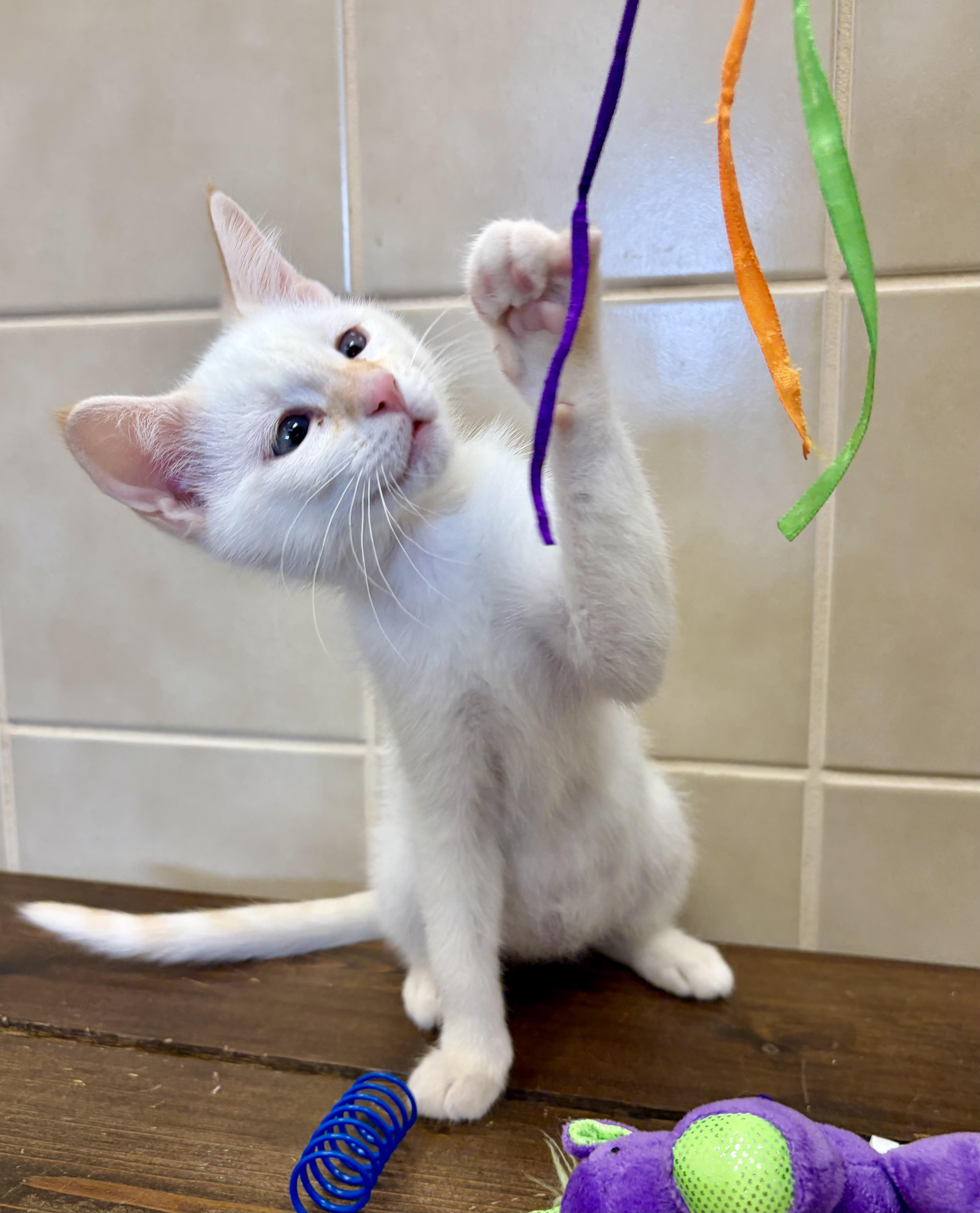 Enlarge Tabitha, an adoptable Siamese in Kerrville, TX image 2/3