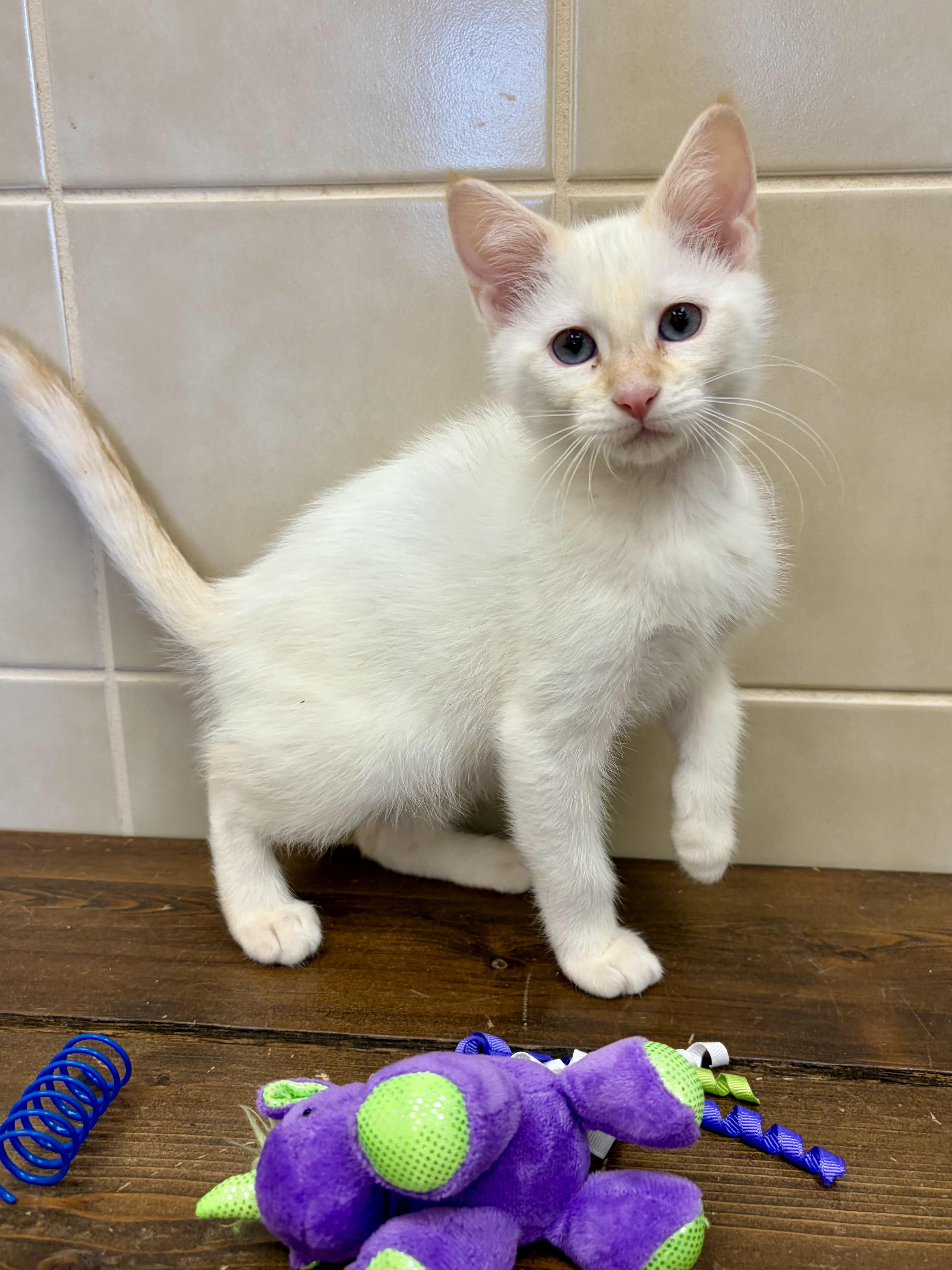 Tabitha, adoptable, Kitten Female Siamese.