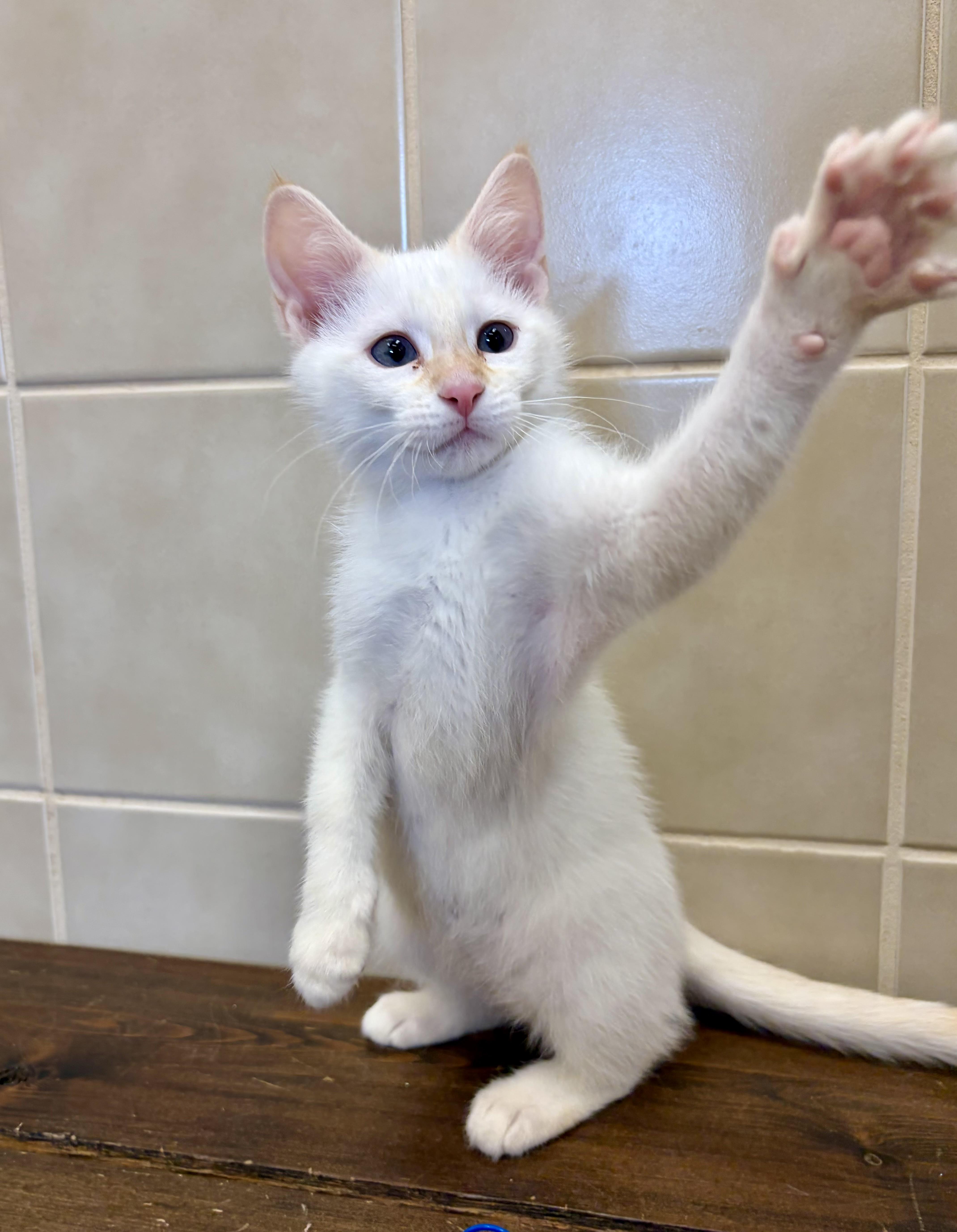 Tabitha, an adoptable Siamese in Kerrville, TX image 3/3