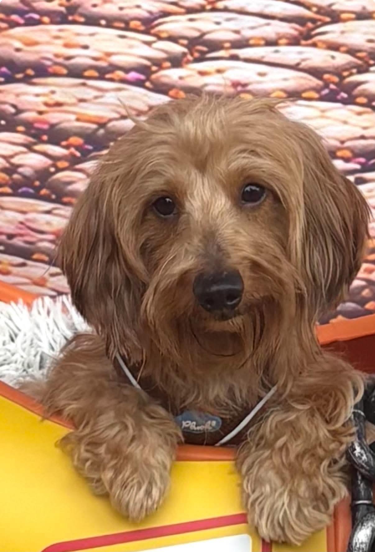 Maui, Adoptable, Adult Male Dachshund.