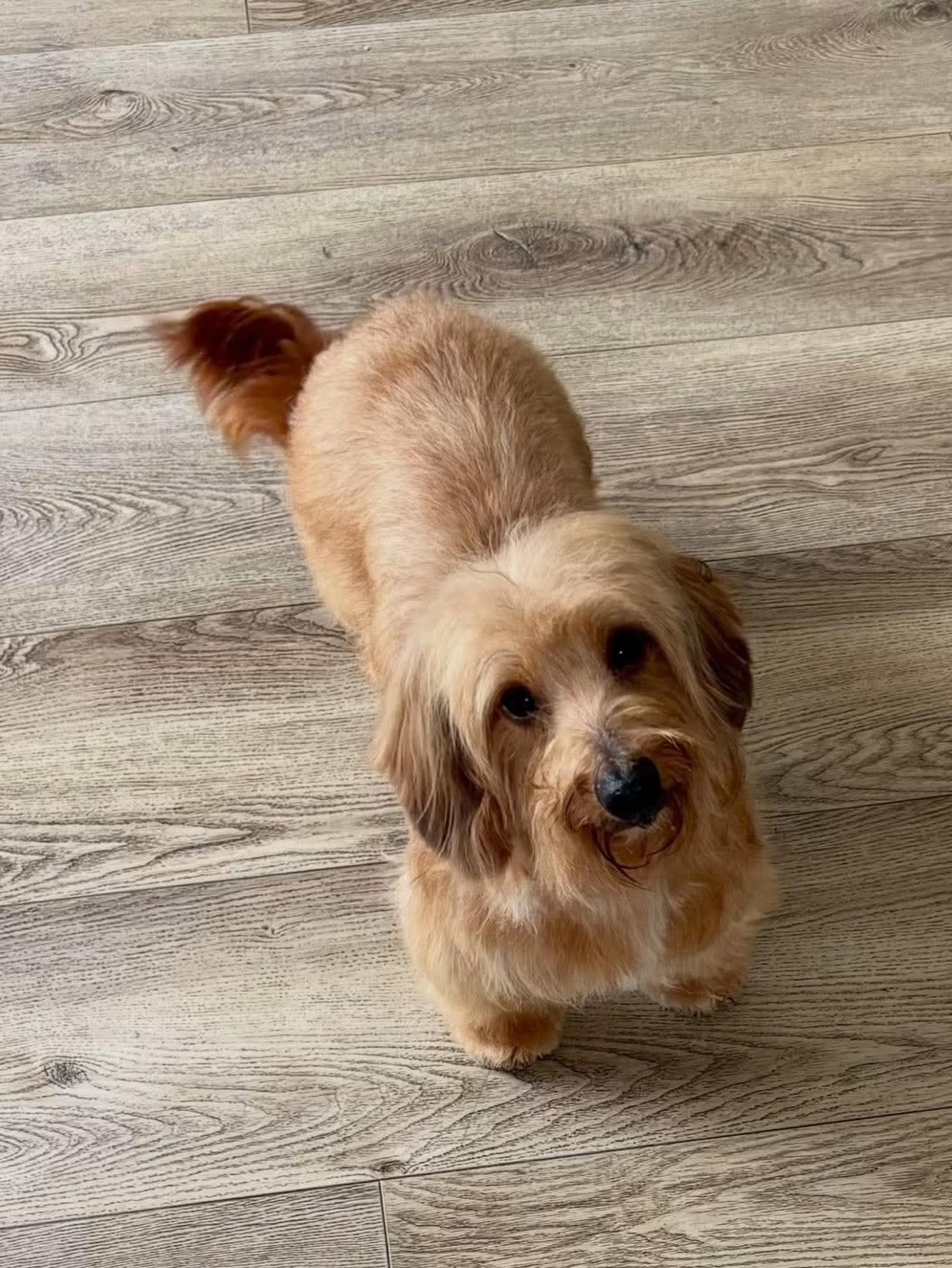 Enlarge Maui, a Adoptable Dachshund in Burbank, CA image 2/6