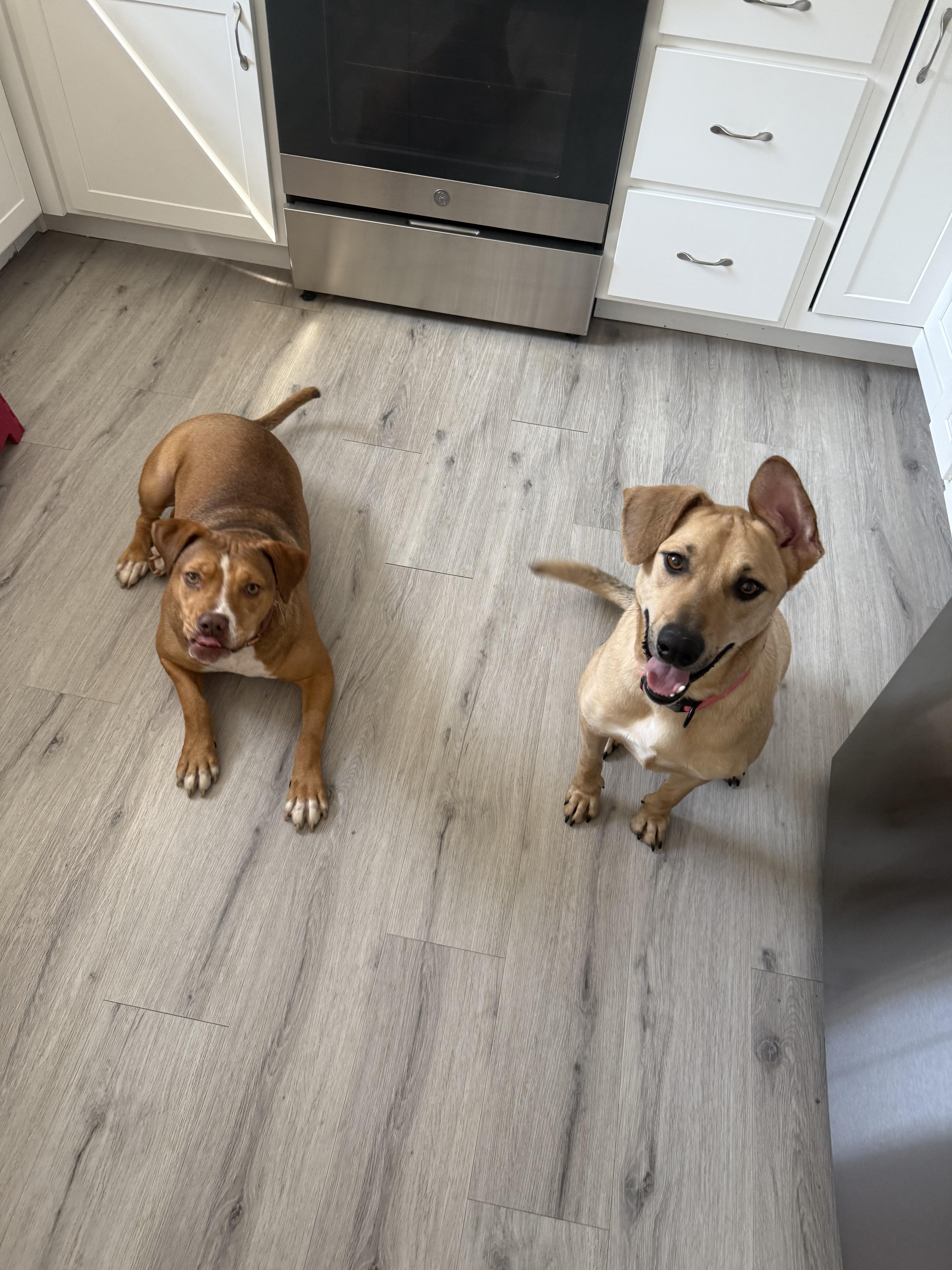 Minnie and Zoey -- Courtesy Post