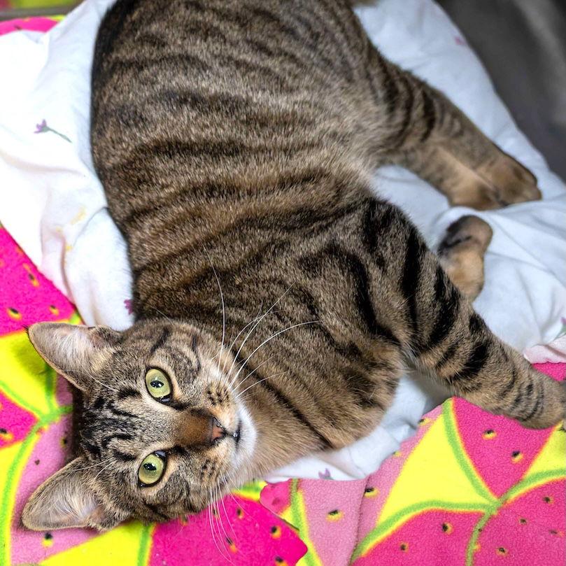 Enlarge Yolanda, a Adoptable Domestic Short Hair in Wilmington, NC image 1/1