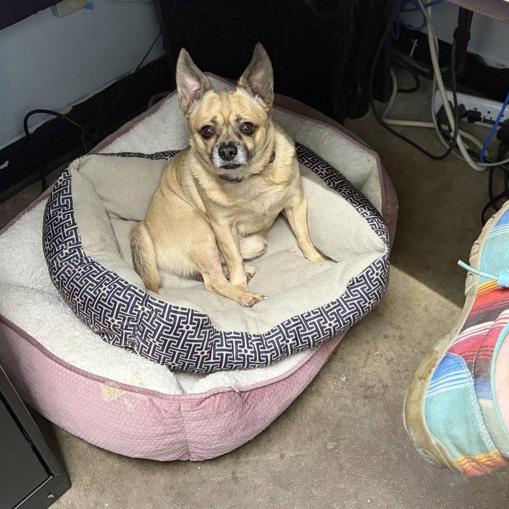 Brownie, Adopted, Senior Male Chihuahua.