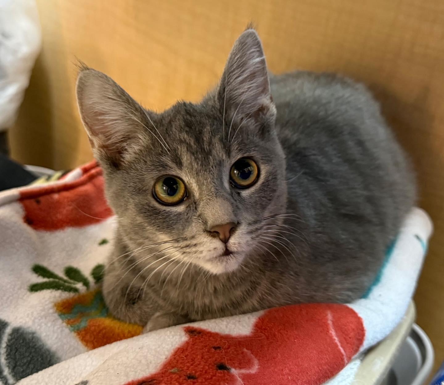 Shaboozey, Adoptable, Kitten Female Tabby.