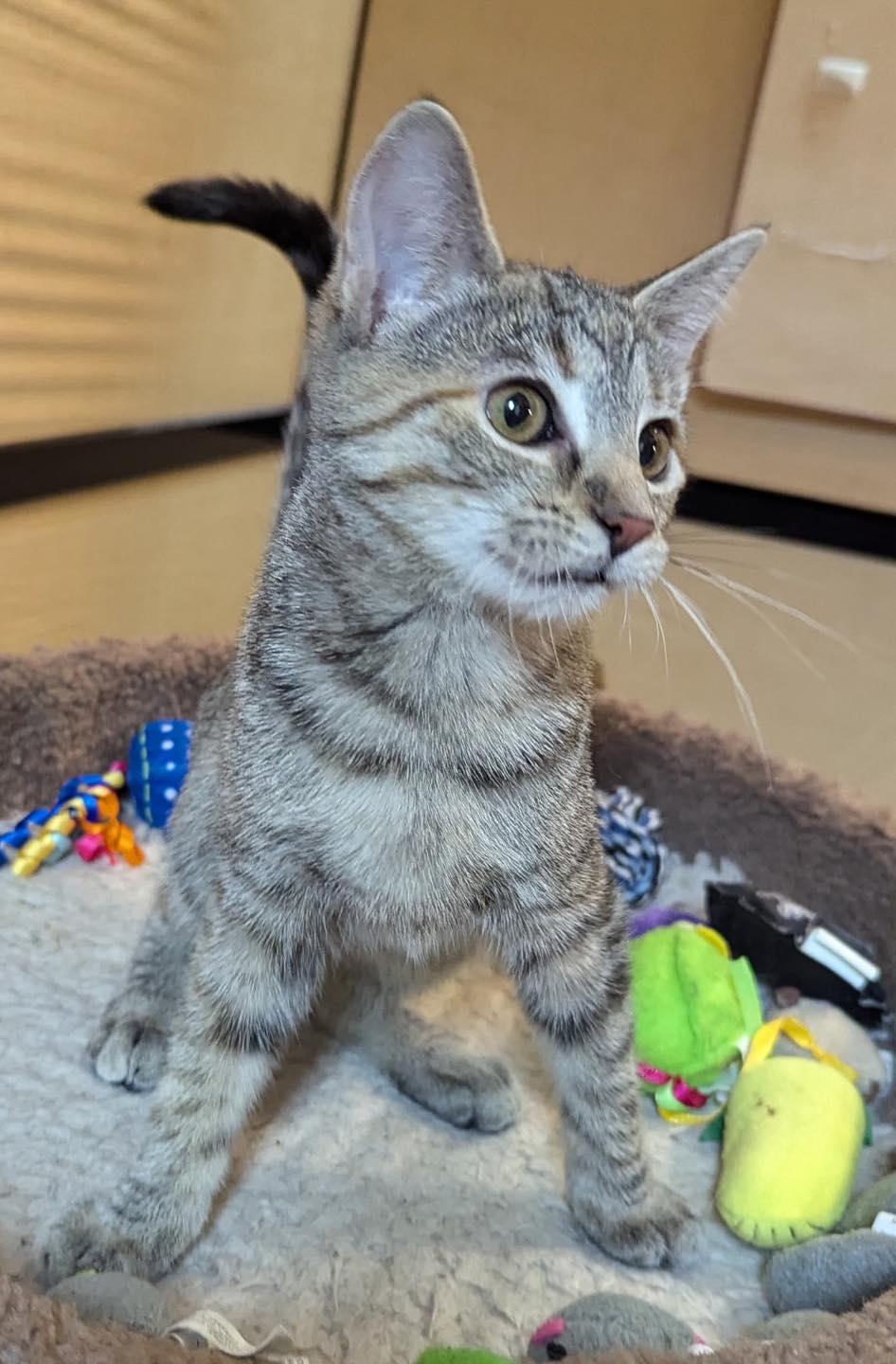 Shaboozey, a Adoptable Tabby in Farmland, IN image 2/5