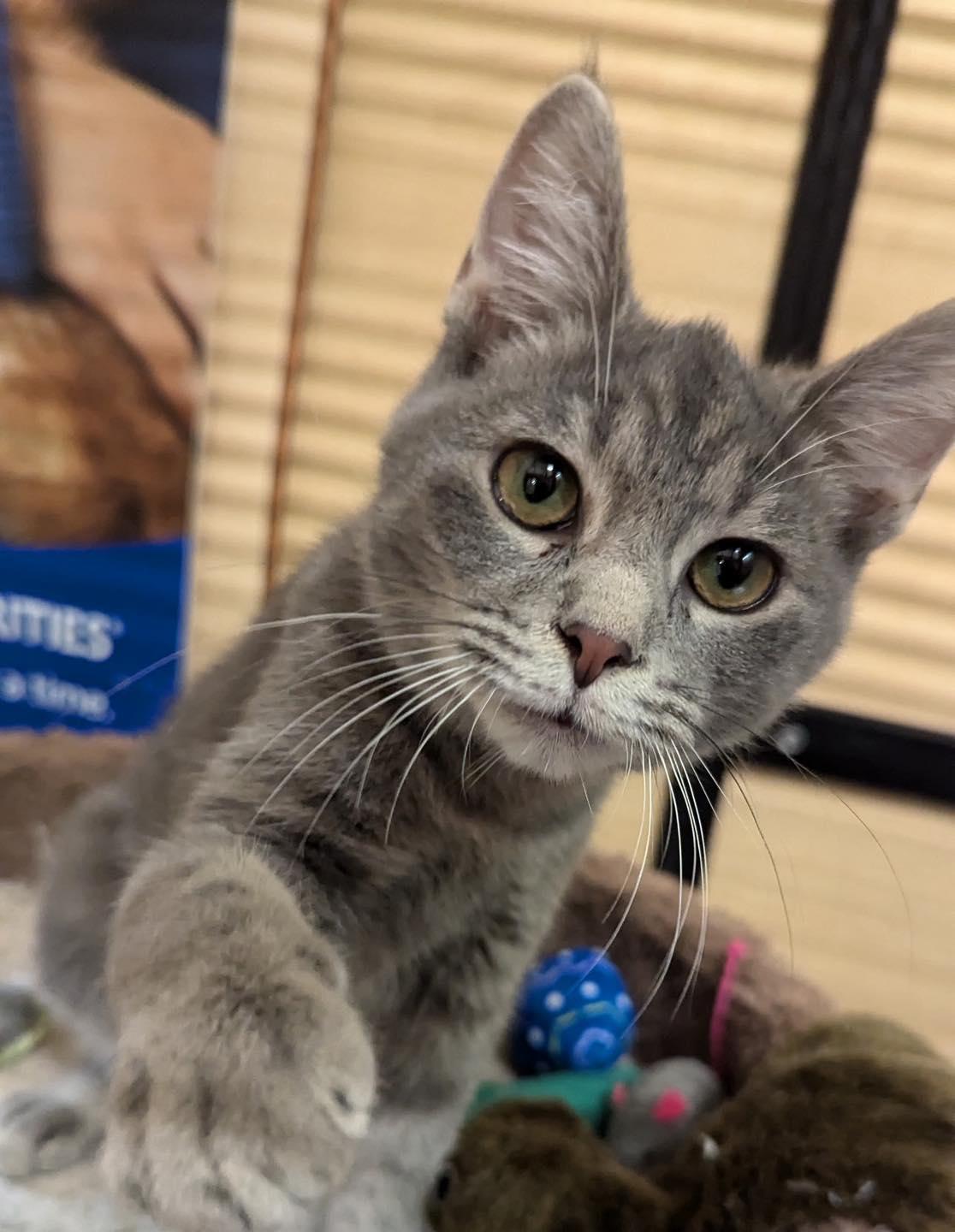 Shaboozey, a Adoptable Tabby in Farmland, IN image 3/5