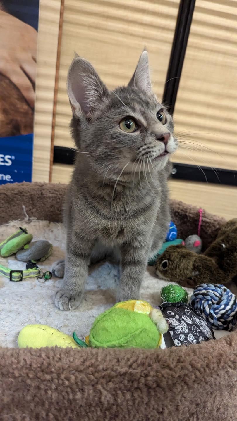 Shaboozey, a Adoptable Tabby in Farmland, IN image 4/5