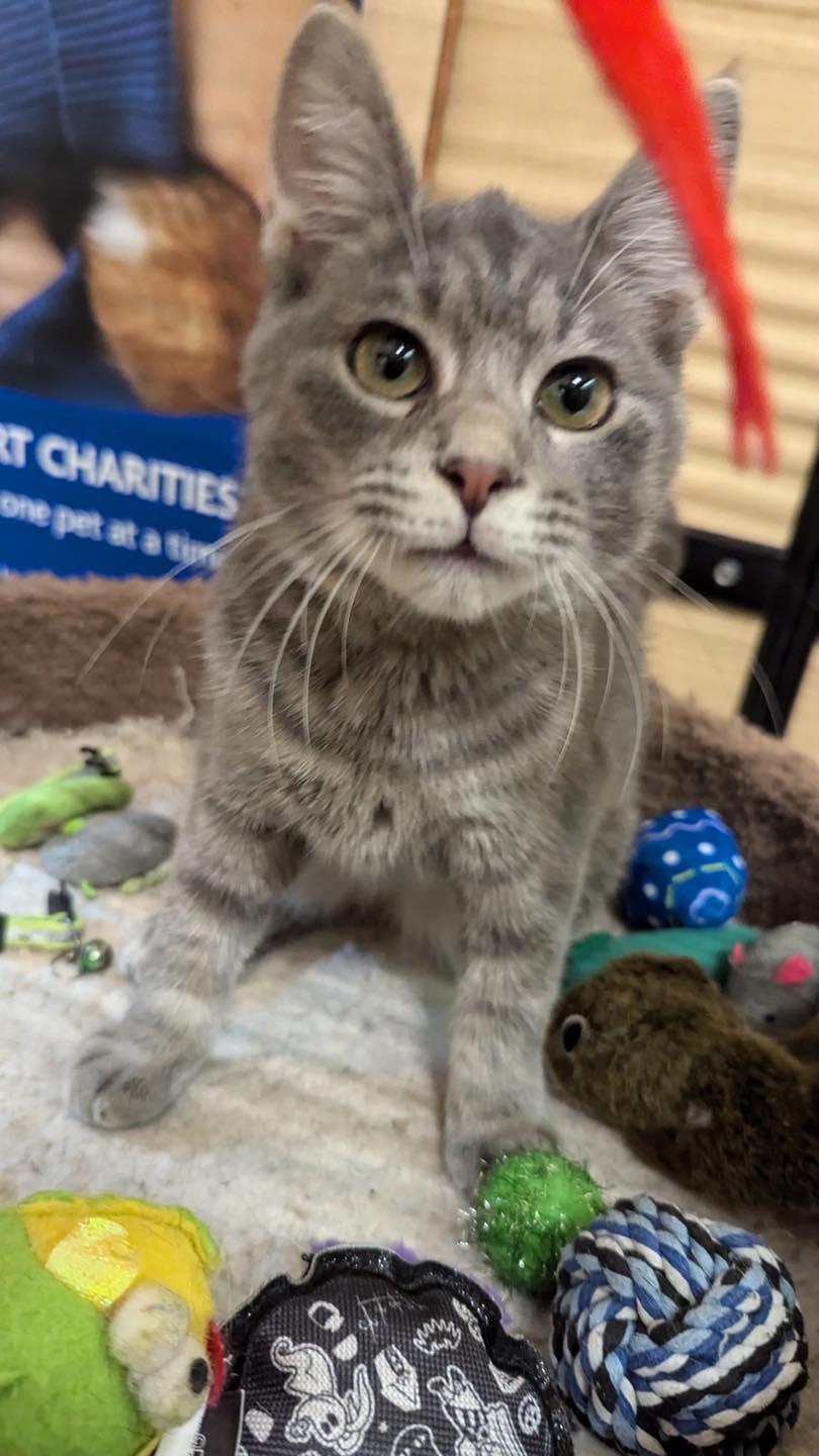 Shaboozey, a Adoptable Tabby in Farmland, IN image 5/5