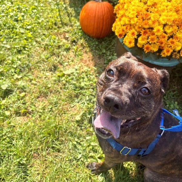 Karen, Adoptable, Adult Female Pit Bull Terrier.