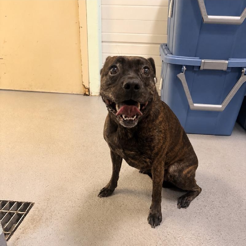 Enlarge Karen, a Adoptable mixed breed in Medina, OH image 2/2