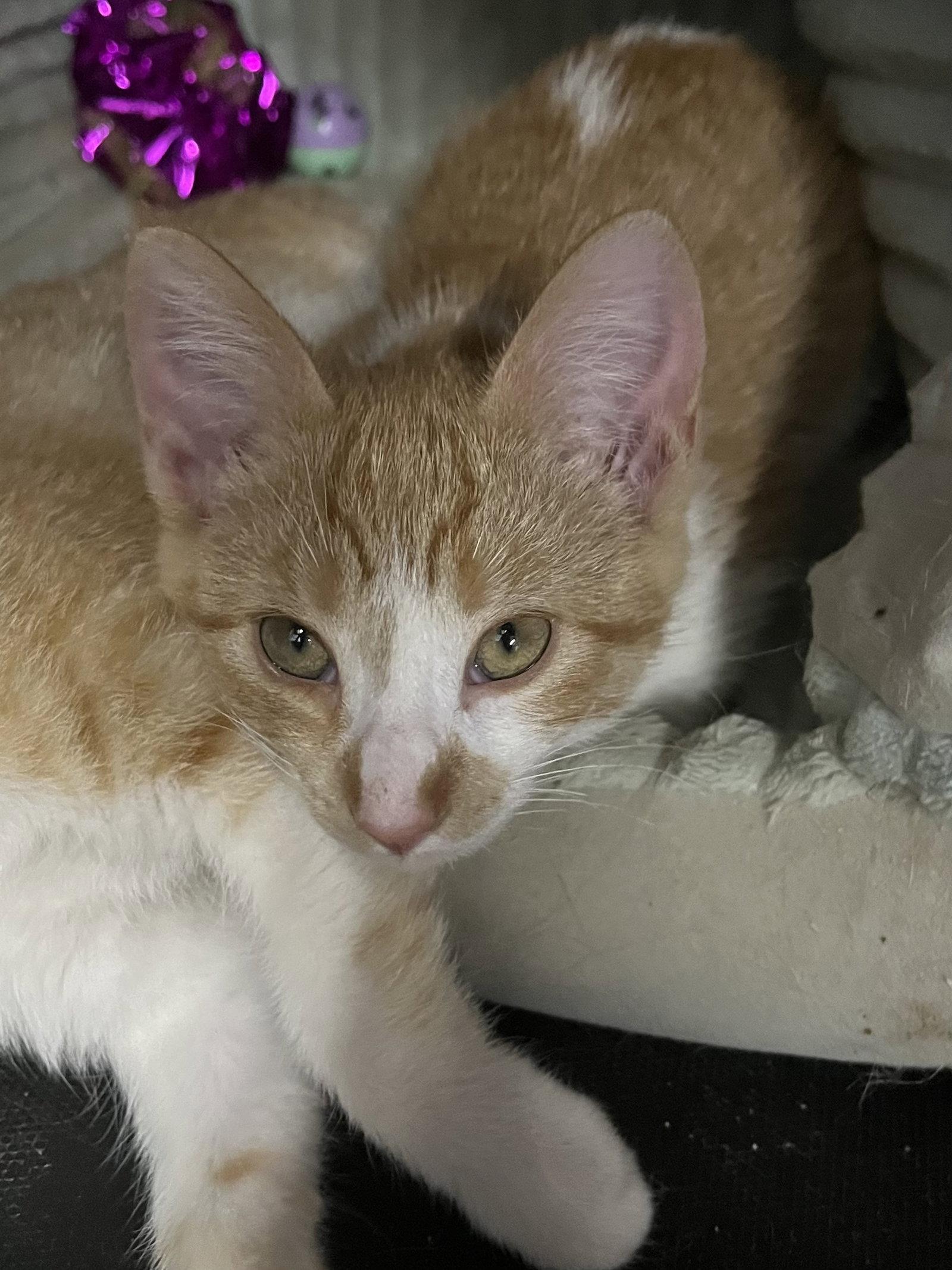Enlarge Harriet, a Adoptable mixed breed in Zimmerman, MN image 1/2