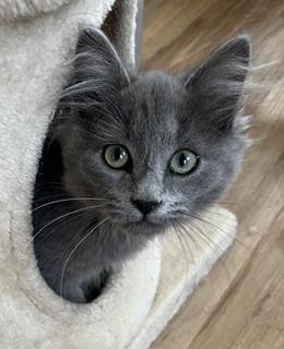 Fergus, an adopted mixed breed in Bow, WA image 2/4