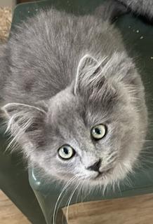 Fergus, an adopted mixed breed in Bow, WA image 1/4
