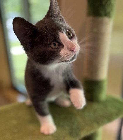 Colby Jack, Adoptable, Young Male Domestic Short Hair.