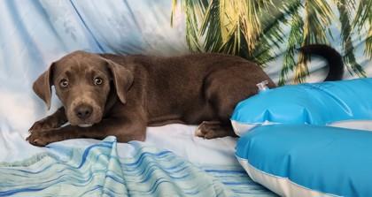 Nestle, a Adoptable mixed breed in Elmira, NY image 1/3