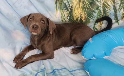 Nestle, a Adoptable mixed breed in Elmira, NY image 2/3