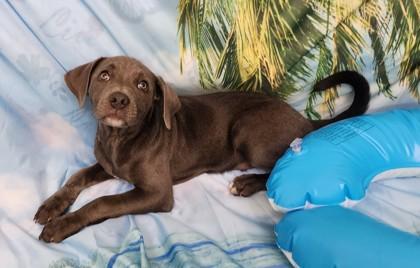 Nestle, a Adoptable mixed breed in Elmira, NY image 3/3