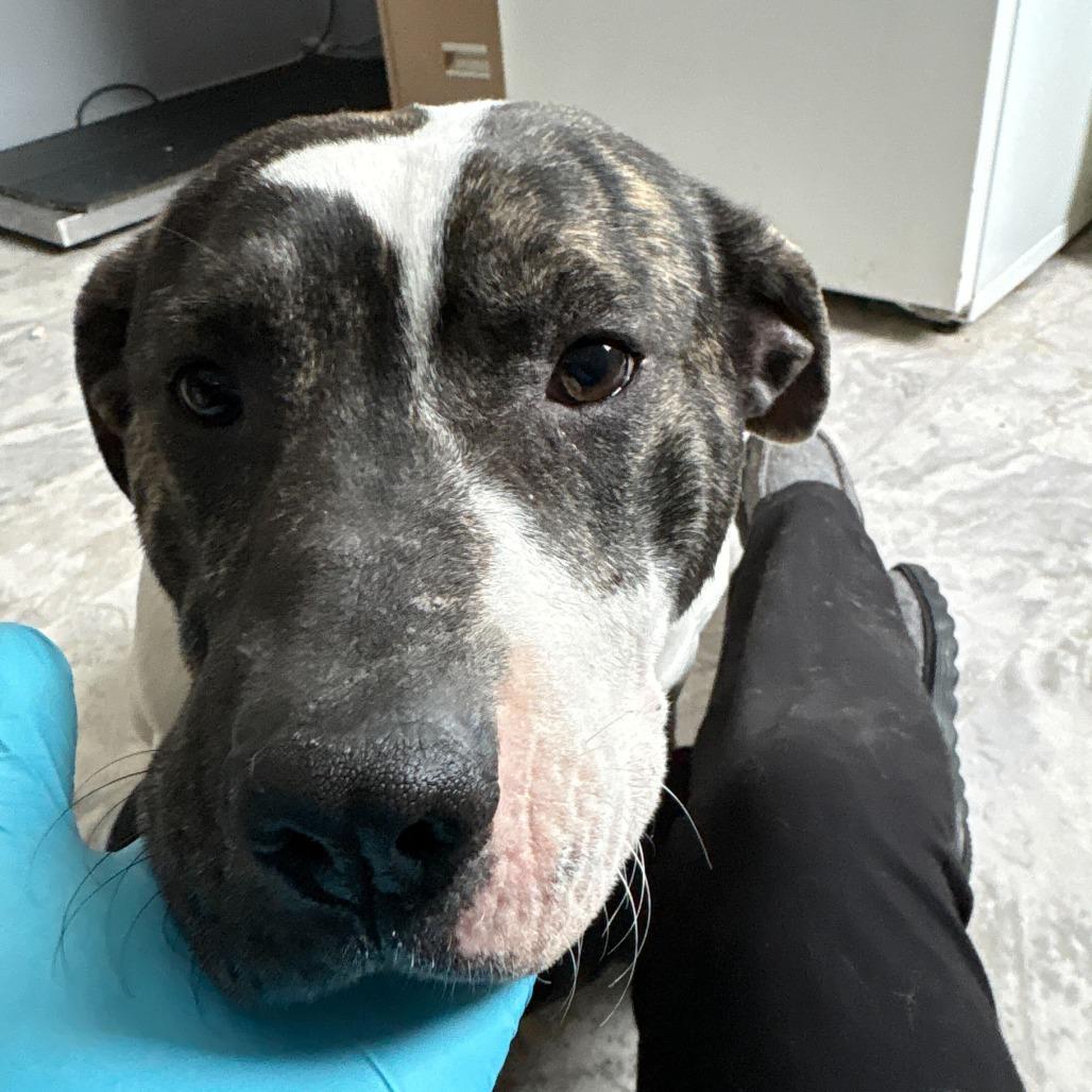 Amelia, Adoptable, Puppy Female Mixed Breed.